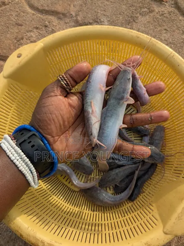 Catfish Jumbo · Photo 1