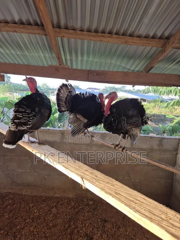 Males and Females Turkeys Are Available for Sale. · Photo 1
