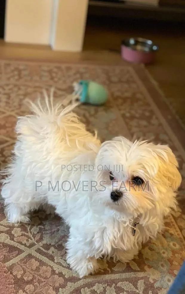 1-3 months Male Purebred Poodle · Photo 1