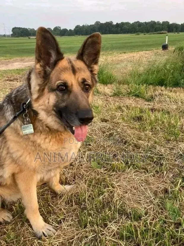 1-3 months Male Purebred German Shepherd · Photo 1