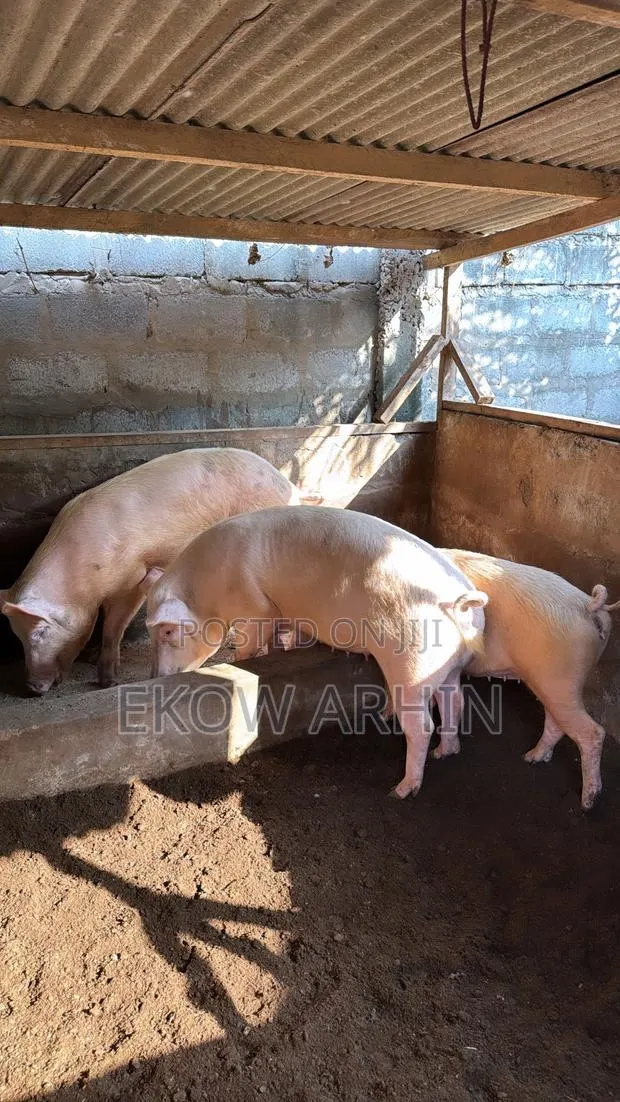 PORK GHETTO- Pig Farming · Photo 1