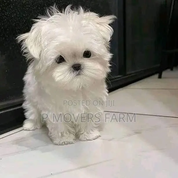 1-3 months Female Purebred Maltese · Photo 1