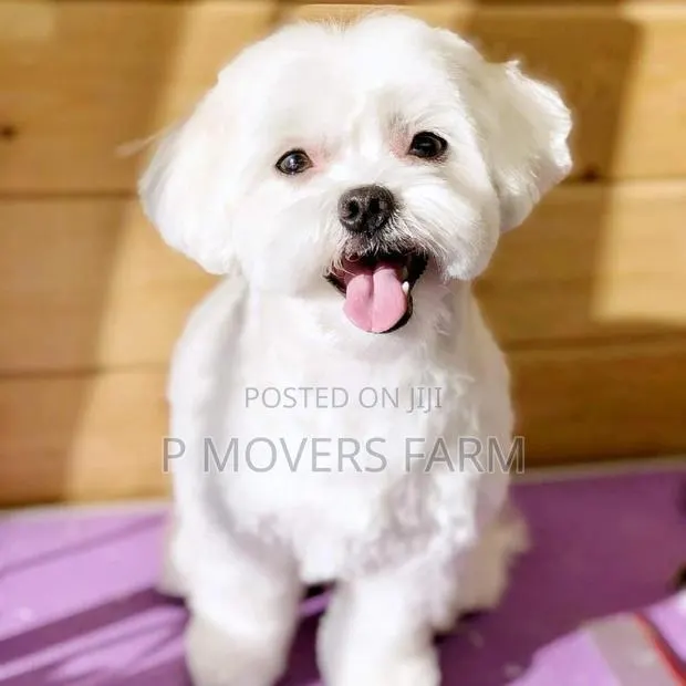 1-3 months Male Purebred Maltese · Photo 1