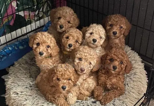 1-3 months Female Purebred Poodle · Photo 1