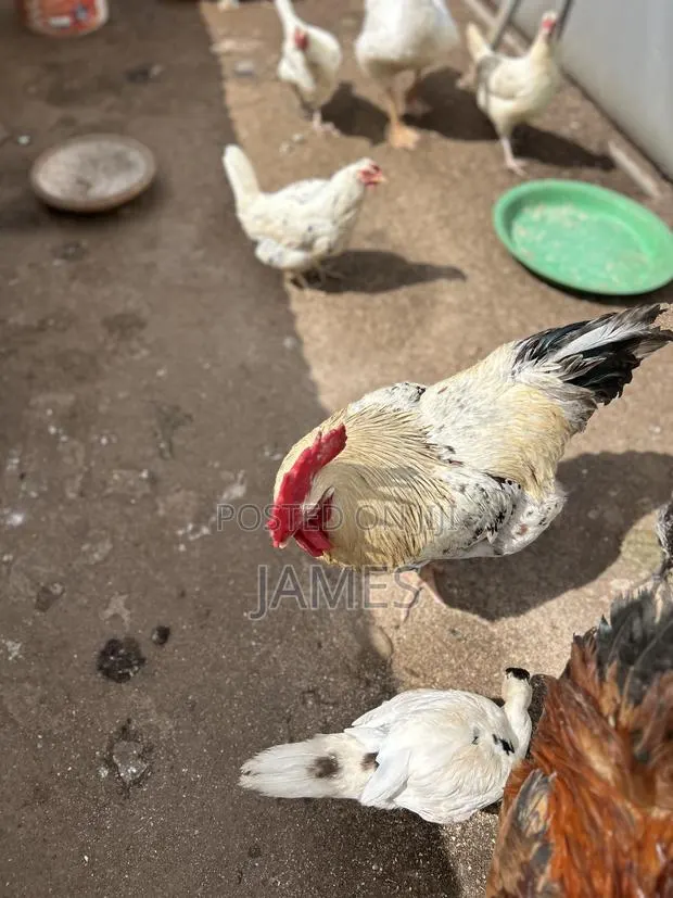 Imported Saso From Belgium Chicken · Photo 1