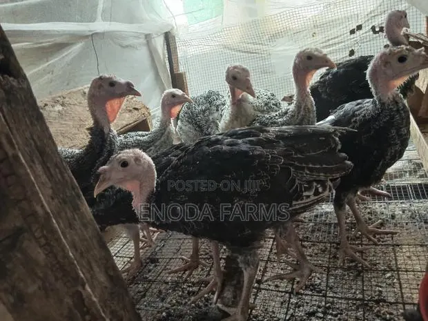 2months Old Turkeys · Photo 1