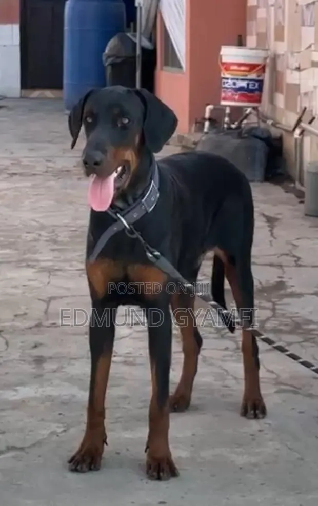 6-12 months Male Purebred Doberman Pinscher · Photo 1