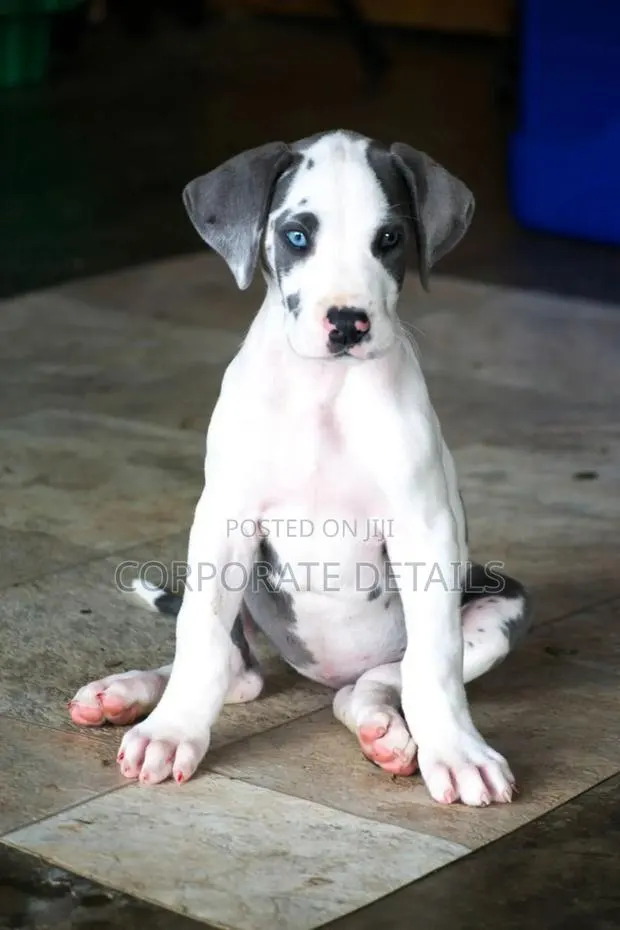 1-3 months Male Purebred Great Dane · Photo 1