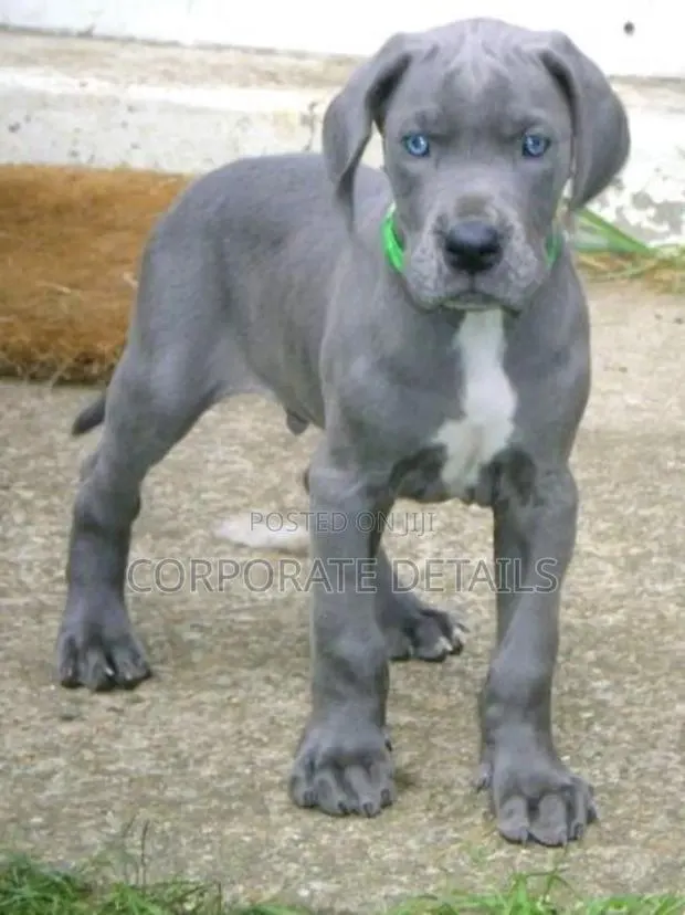 1-3 months Male Purebred Great Dane · Photo 1