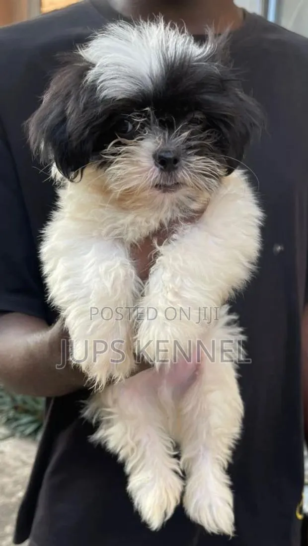 1-3 months Male Purebred Lhasa Apso · Photo 1