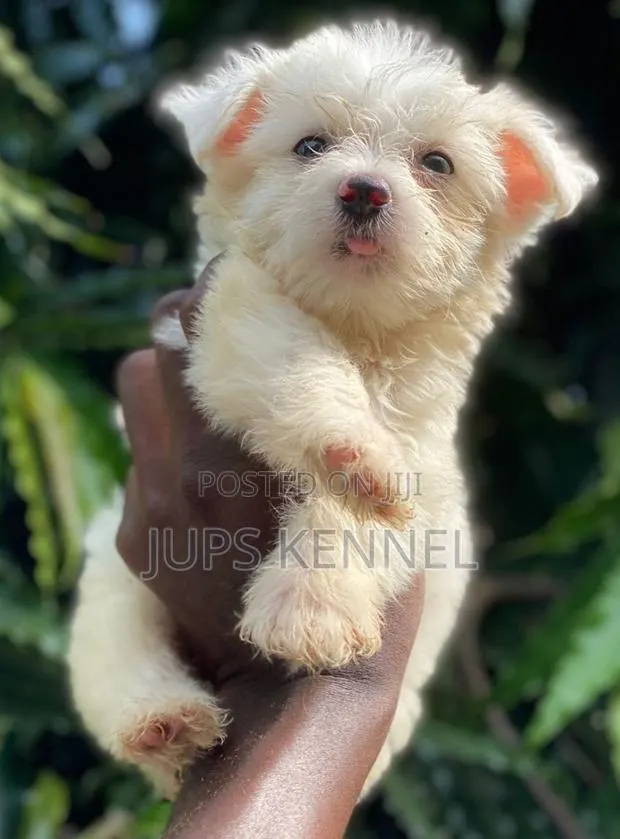1-3 months Male Purebred Poodle · Photo 1