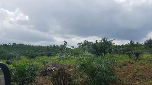 50,000 Acres for Rubber and Palm Trees Farming · Photo 1