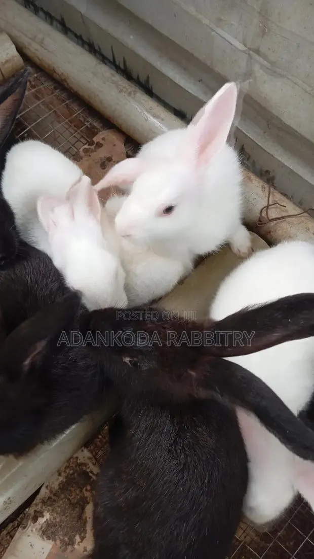 Colony Of Five Rabbits For Sale · Photo 1