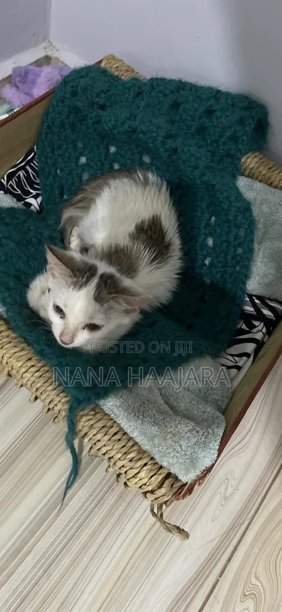 3-6 months Female Mixed Breed Cat · Photo 3