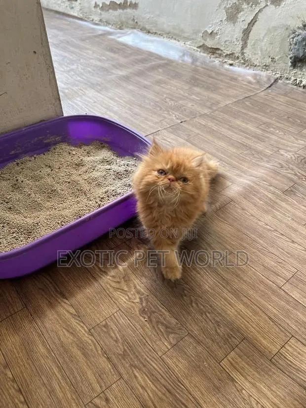 1-3 months Female Purebred Persian · Photo 1