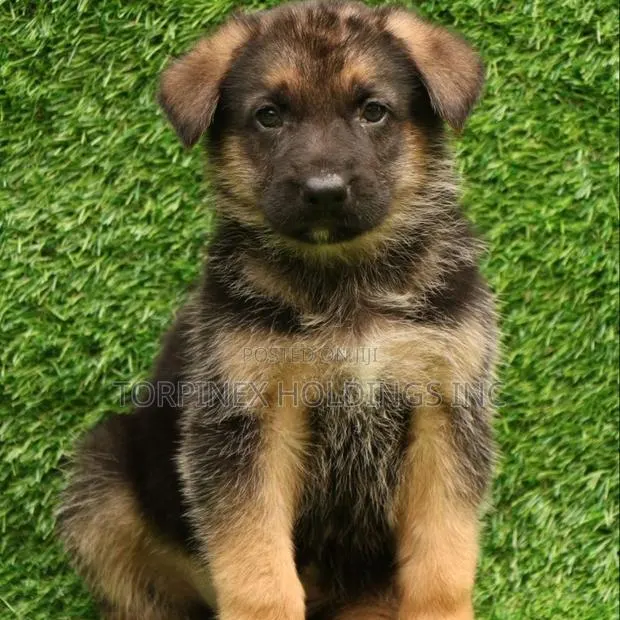 1-3 months Female Purebred German Shepherd · Photo 1