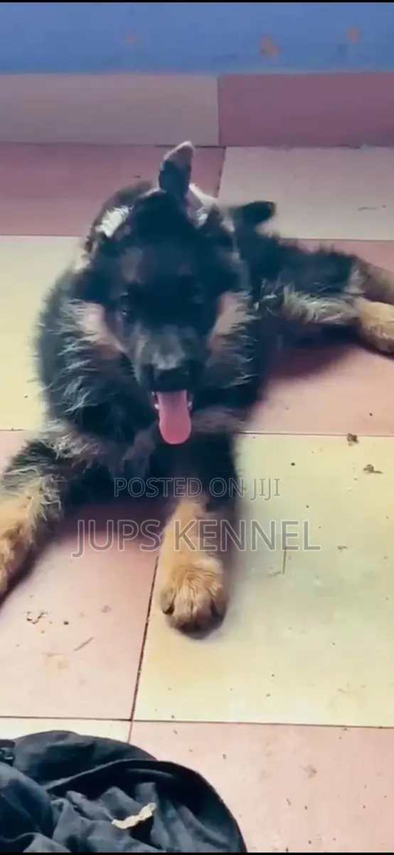 1-3 months Male Purebred German Shepherd · Photo 1
