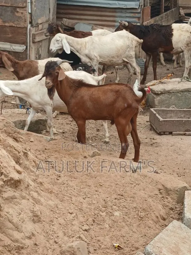 Sokoto Red Goat · Photo 1