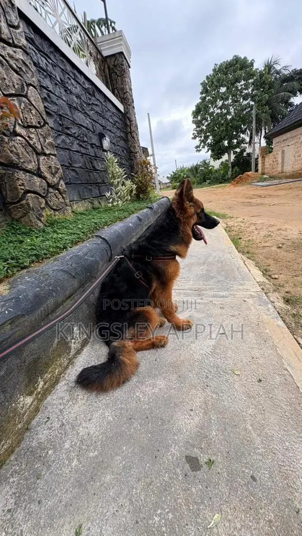 3-6 months Male Purebred German Shepherd · Photo 1