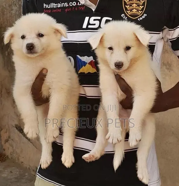 1-3 Months Female Purebred American Eskimo · Photo 1