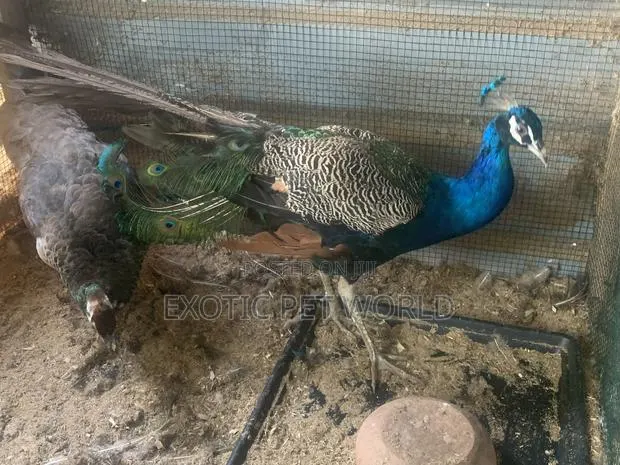 Pair of Peafowl · Photo 4