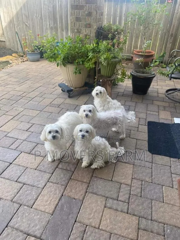 1-3 months Female Purebred Maltese · Photo 1