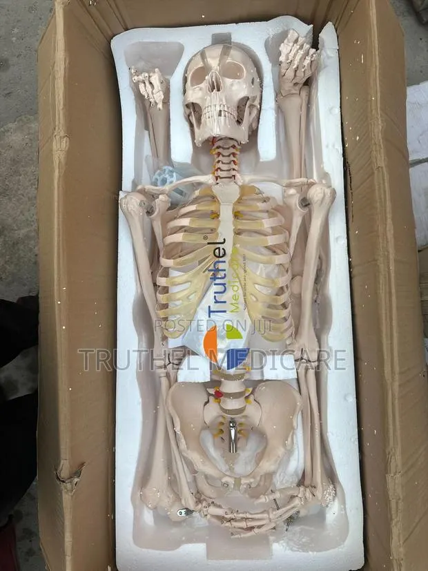 Full Human Skeletal System(180cm) · Photo 1