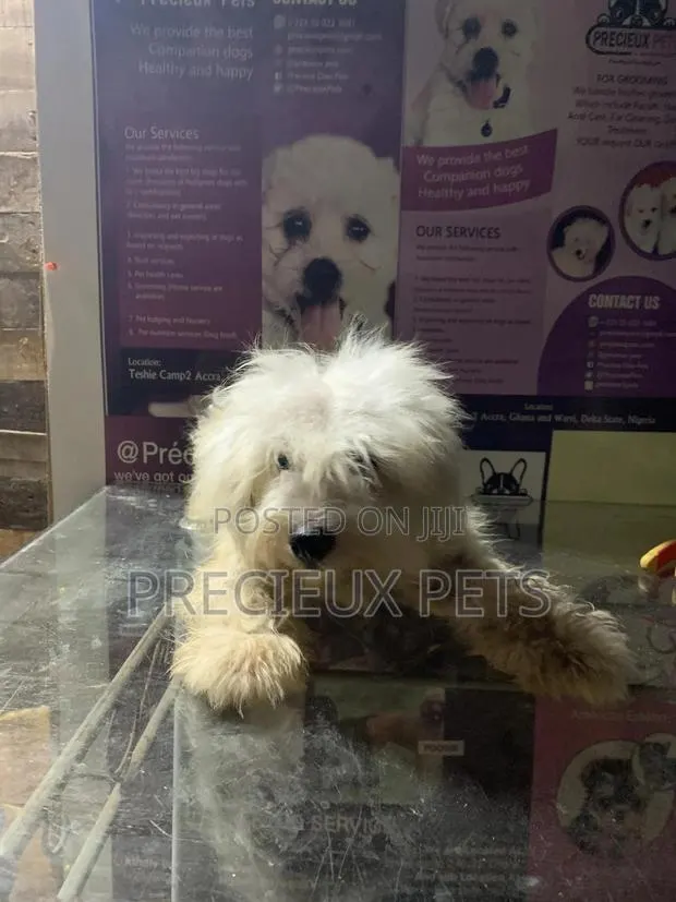 6-12 Month Male Purebred Maltese · Photo 1