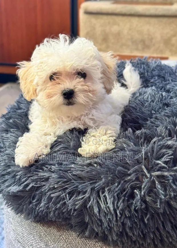 1-3 months Female Purebred Lhasa Apso · Photo 1