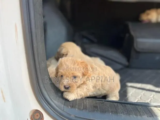 1-3 months Female Purebred Poodle · Photo 1