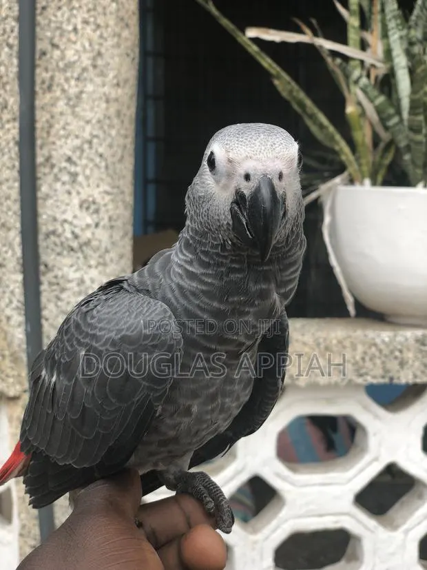 Ash and Red Parrot · Photo 3