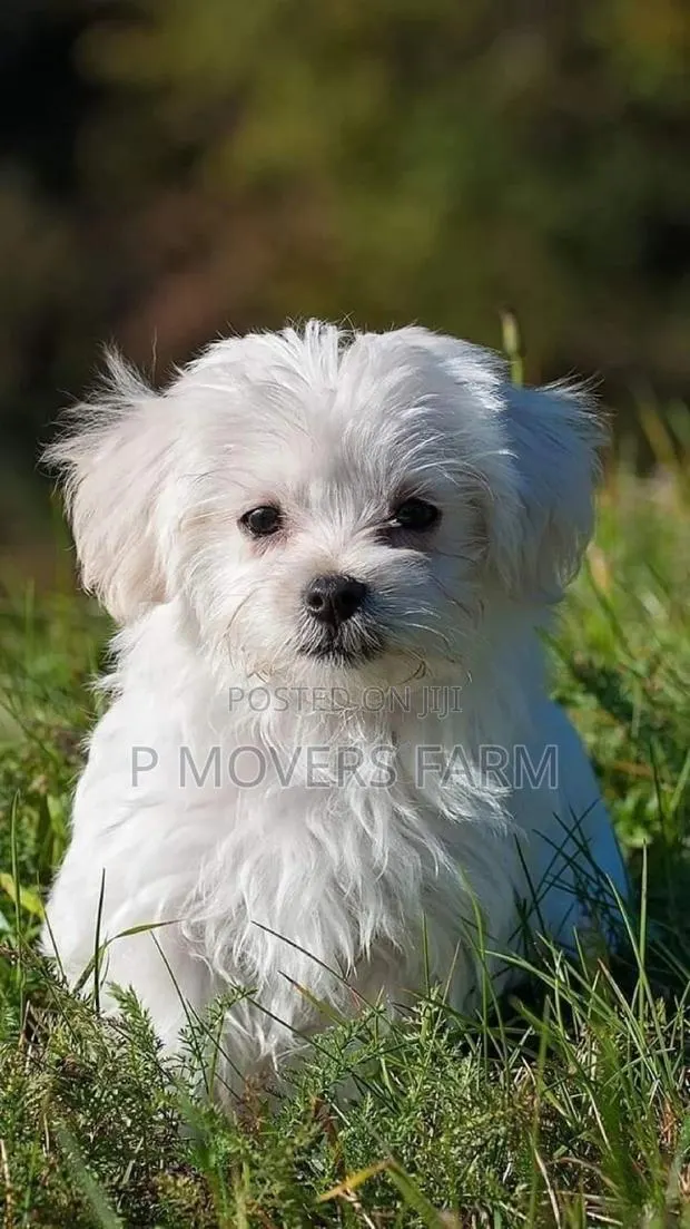1-3 months Male Purebred Maltese · Photo 1