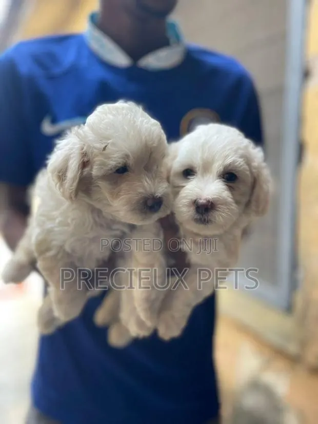 1-3 months Male Mixed Breed Maltipoo · Photo 1