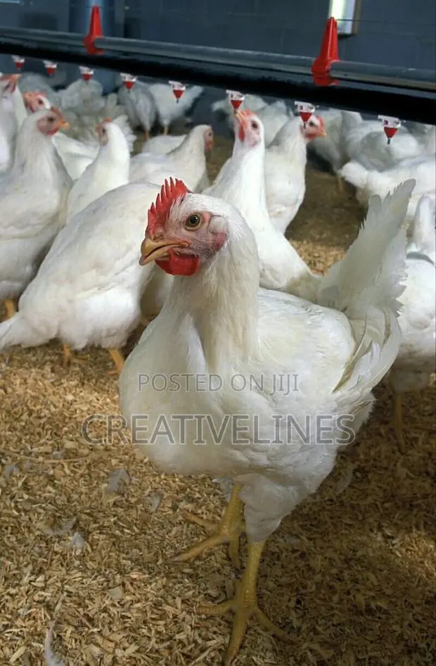 Healthy Chckens · Photo 1