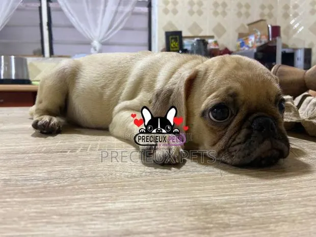 3-6 Month Male Purebred Pug · Photo 1