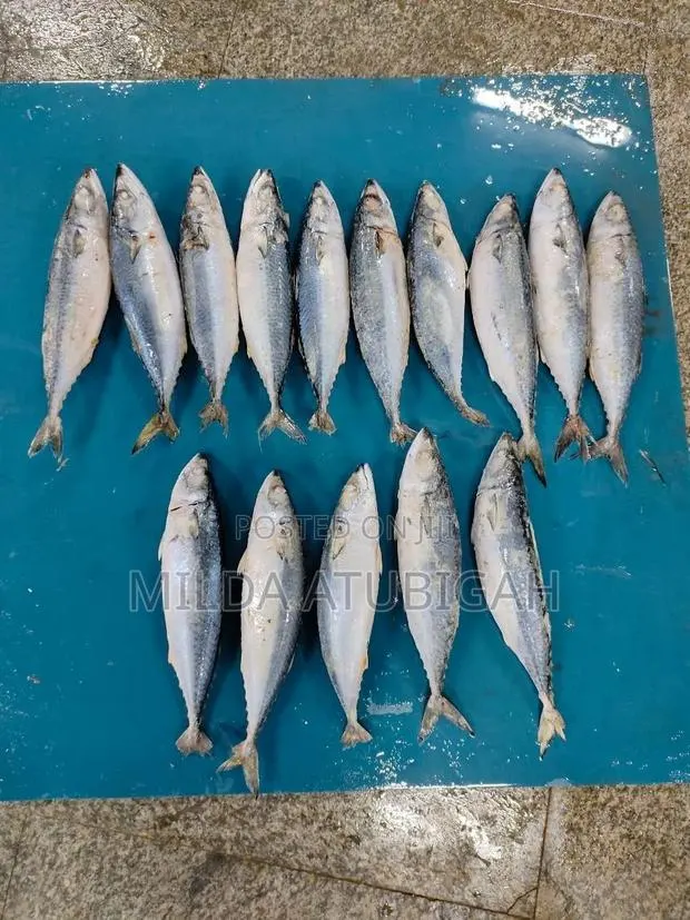 Frozen Salmon · Photo 1