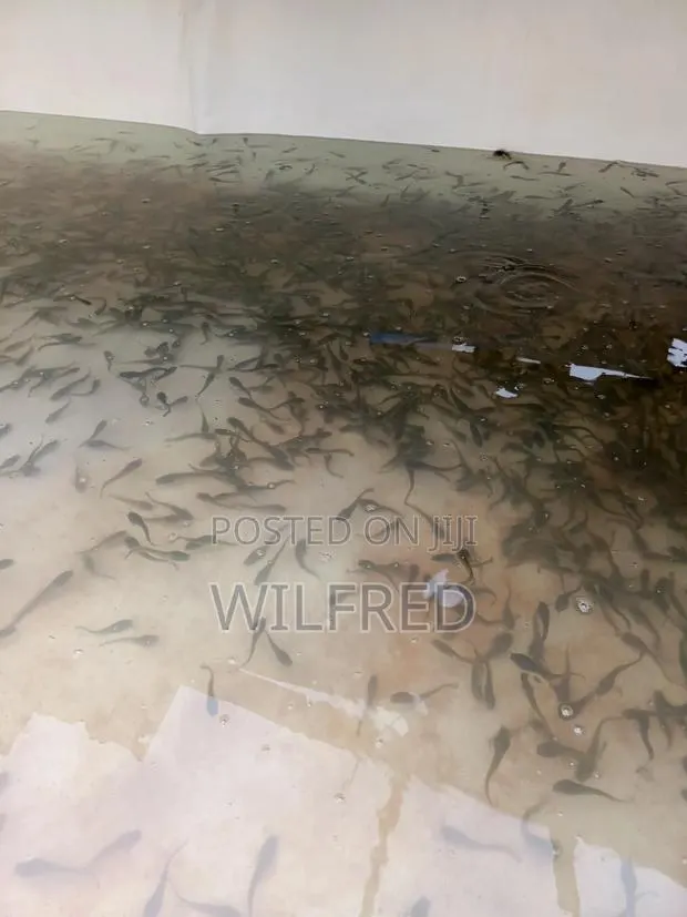 Fast Growing Catfish Fingerlings and Juveniles Available · Photo 1