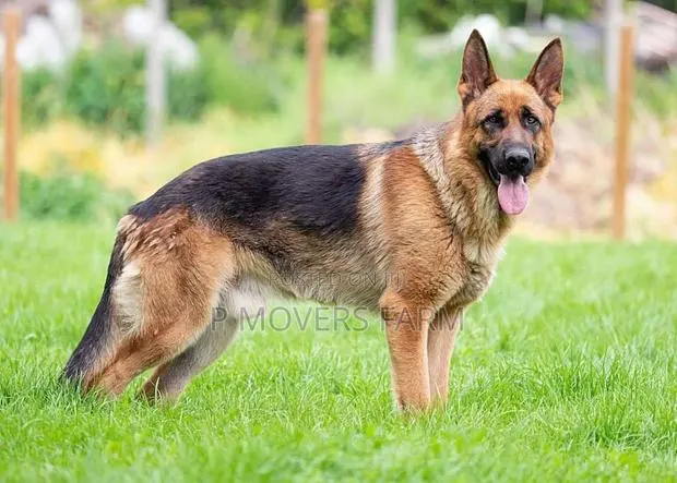 1-3 months Female Purebred German Shepherd · Photo 1