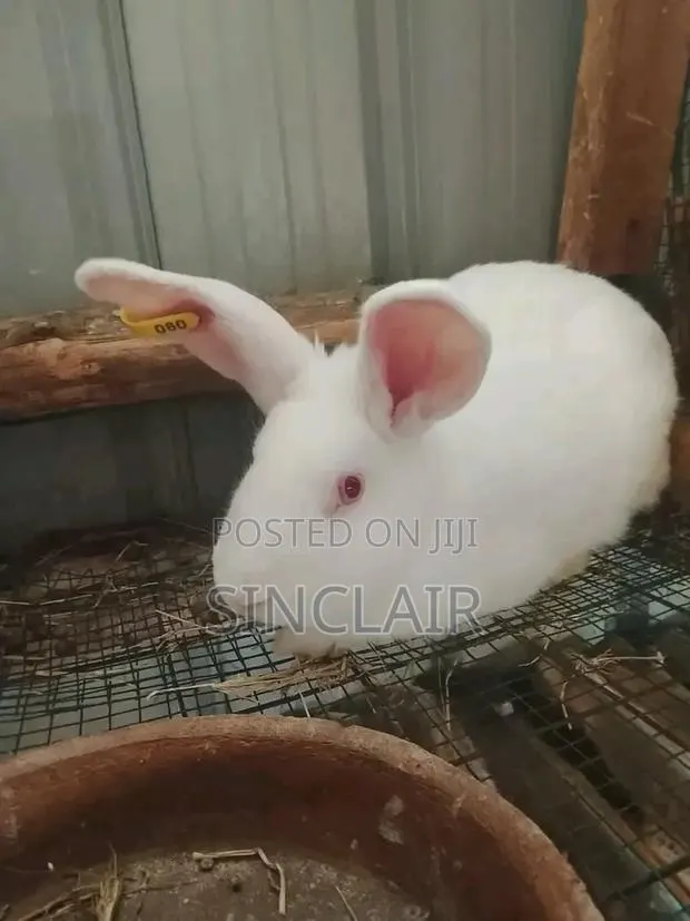 Matured Female New Zealand Rabbits · Photo 3