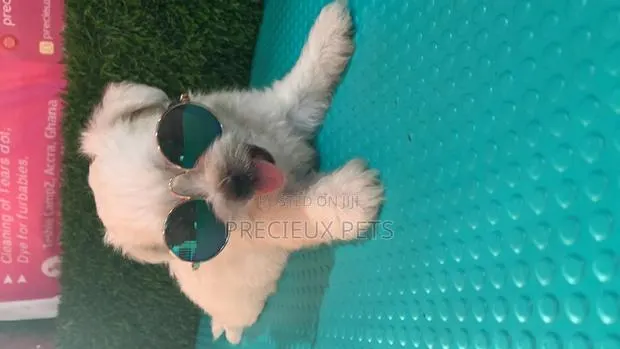 0-1 Month Male Mixed Breed Maltipoo · Photo 1