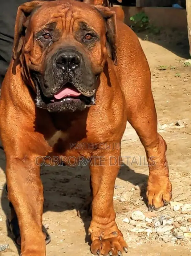 1+ year Male Purebred Boerboel · Photo 1