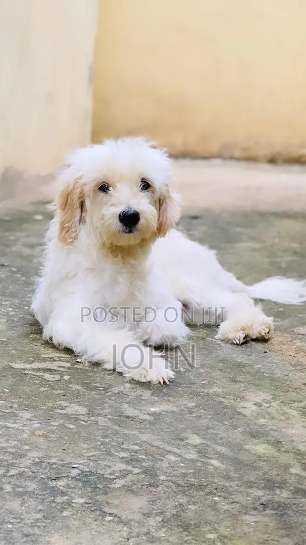 1+ year Female Purebred Maltese · Photo 1