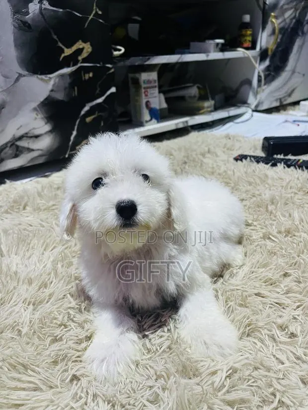 1-3 months Male Purebred Poodle · Photo 1