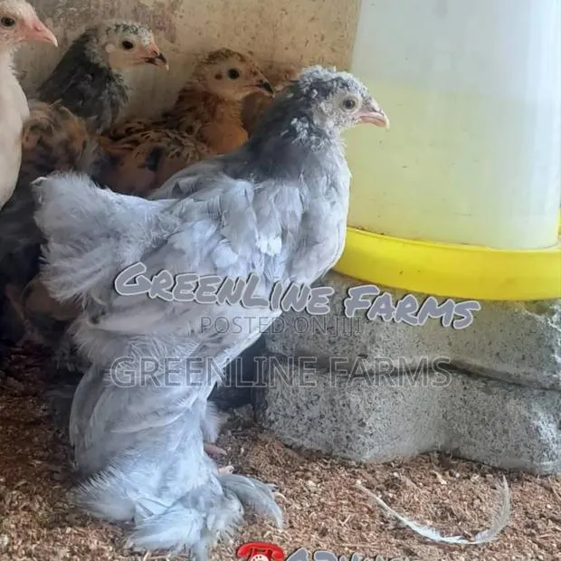 Brahma Chicks >4w · Photo 1