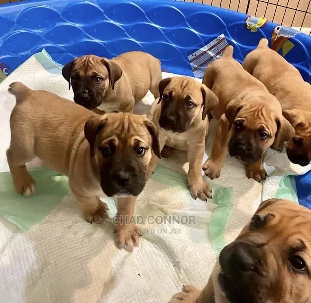 1-3 months Male Purebred Boerboel