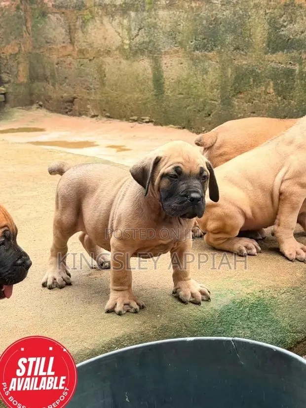 1-3 months Female Purebred Boerboel · Photo 1