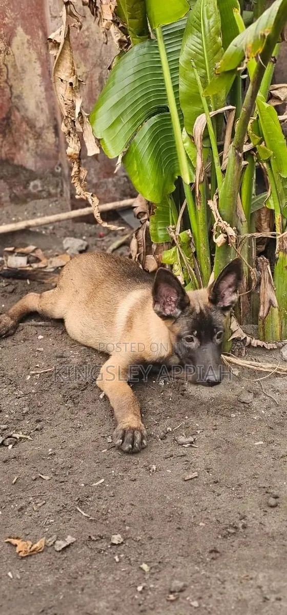 1-3 months Male Purebred Belgian Malinois · Photo 1