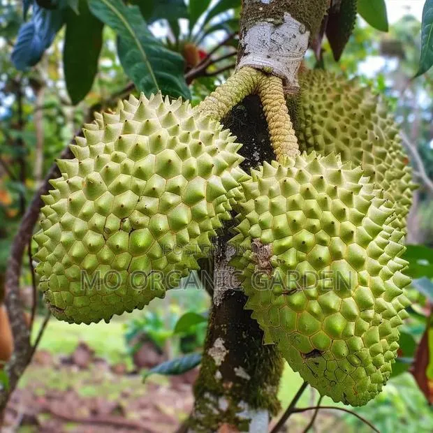 Giant Soursop Plant Seedling · Photo 2