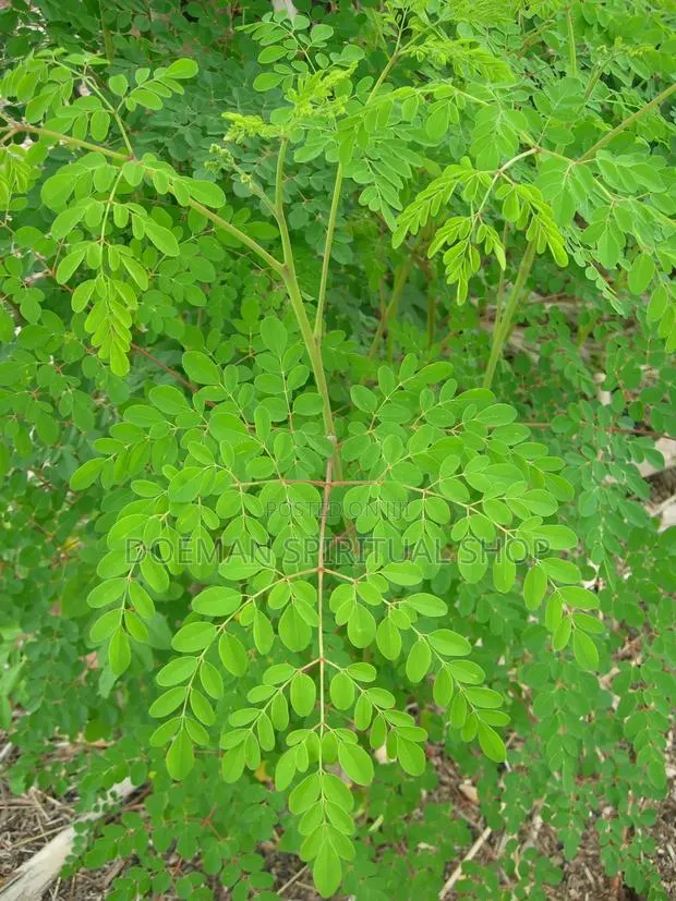 Moringa Leaves · Photo 1