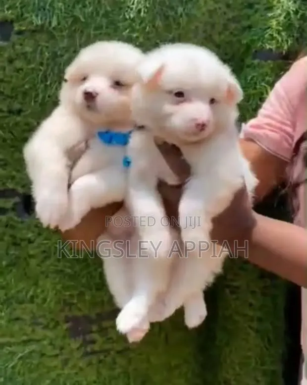 1-3 months Female Purebred American Eskimo · Photo 1